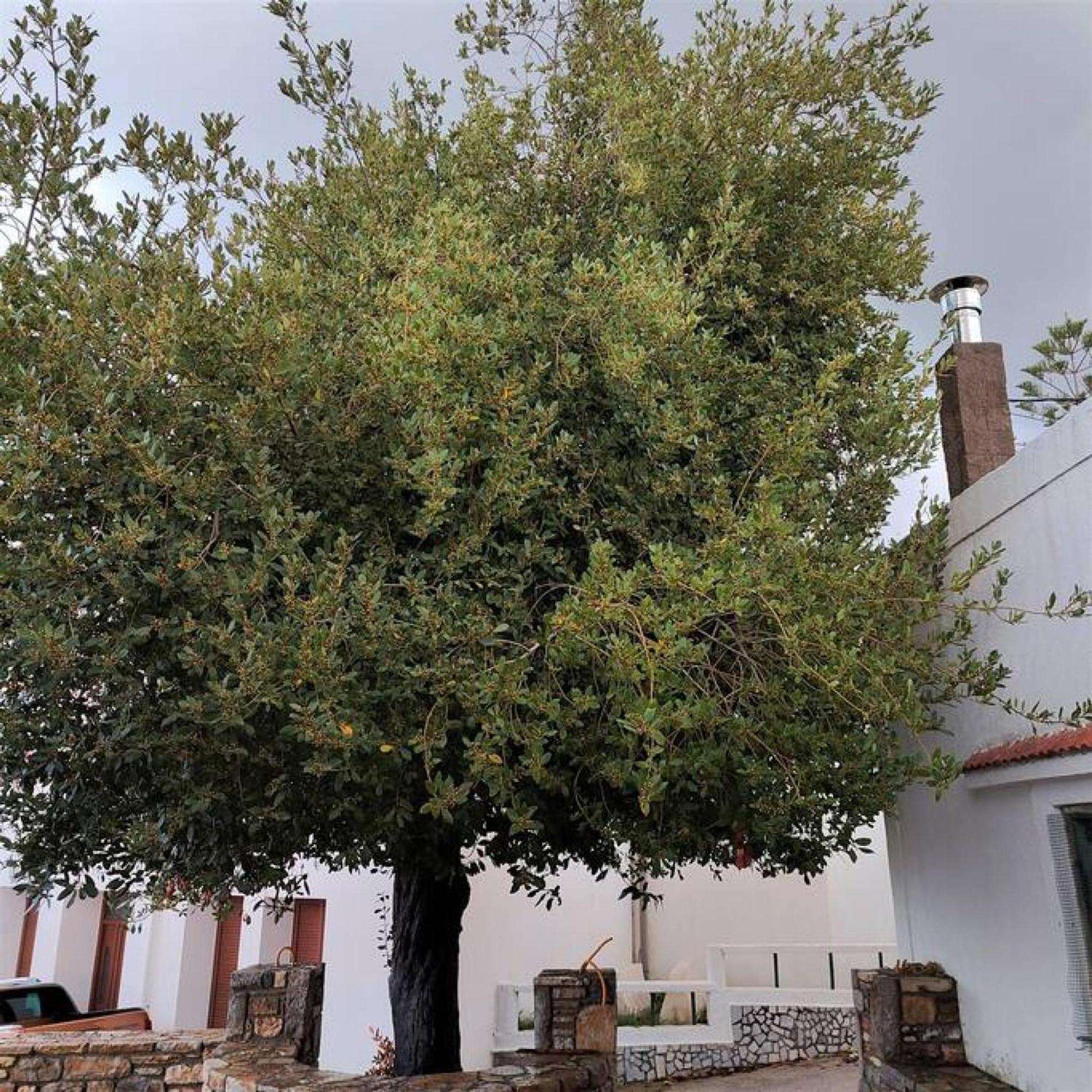 Laurel Lk Houses In Kritinia Rhodes Kültér fotó